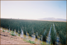 projWetlands-003